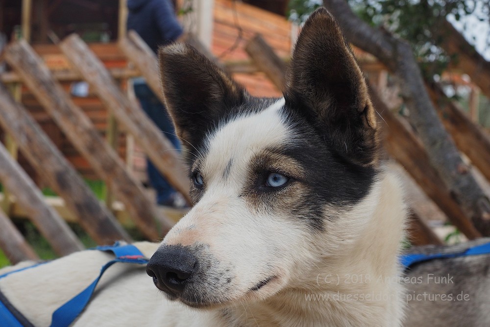 Tromsø - Huskycamp und Walfänger Juli 2018