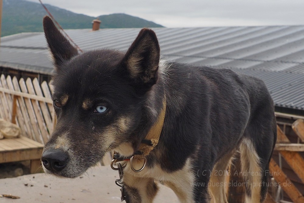 Tromsø - Huskycamp und Walfänger Juli 2018