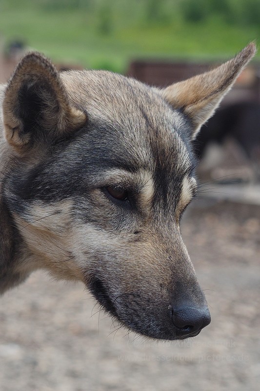 Tromsø - Huskycamp und Walfänger Juli 2018