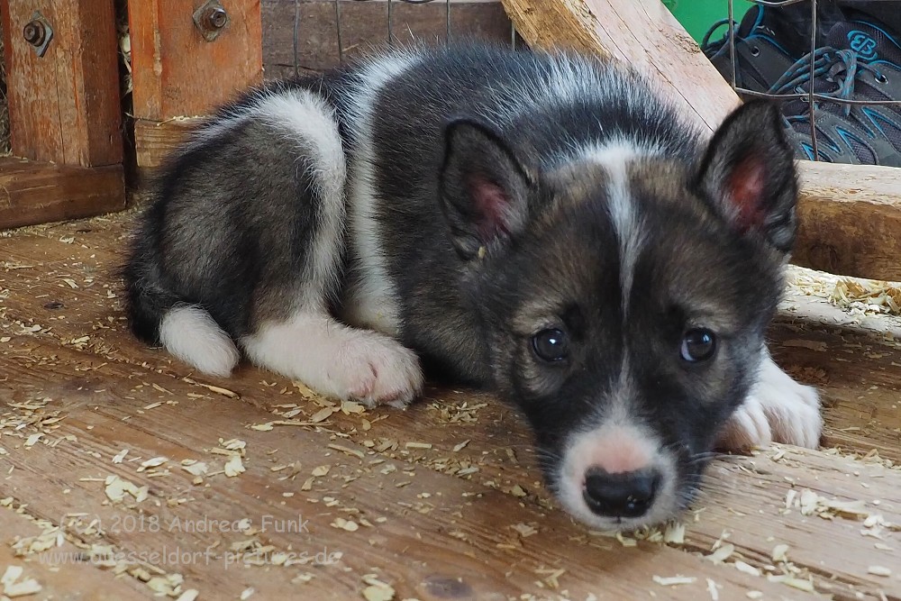 Tromsø - Huskycamp und Walfänger Juli 2018