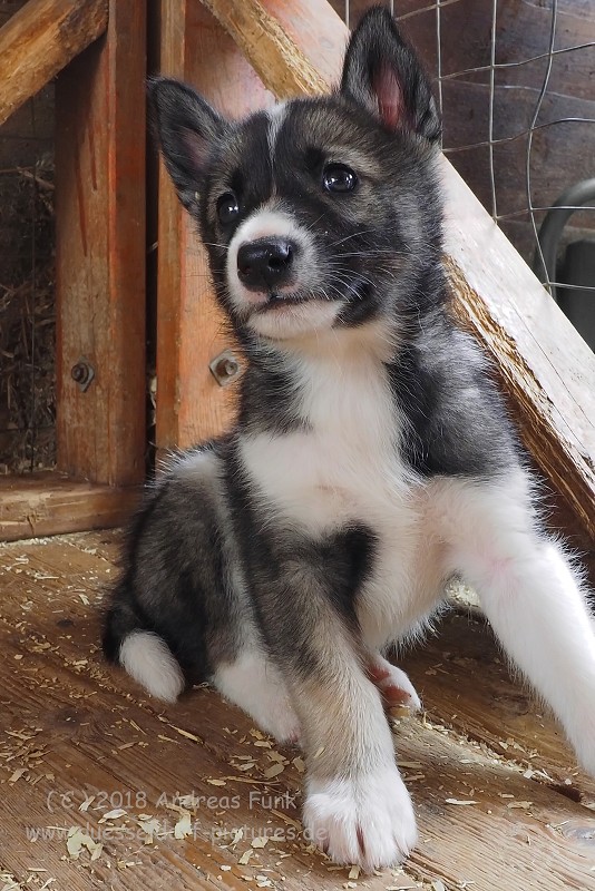 Tromsø - Huskycamp und Walfänger Juli 2018