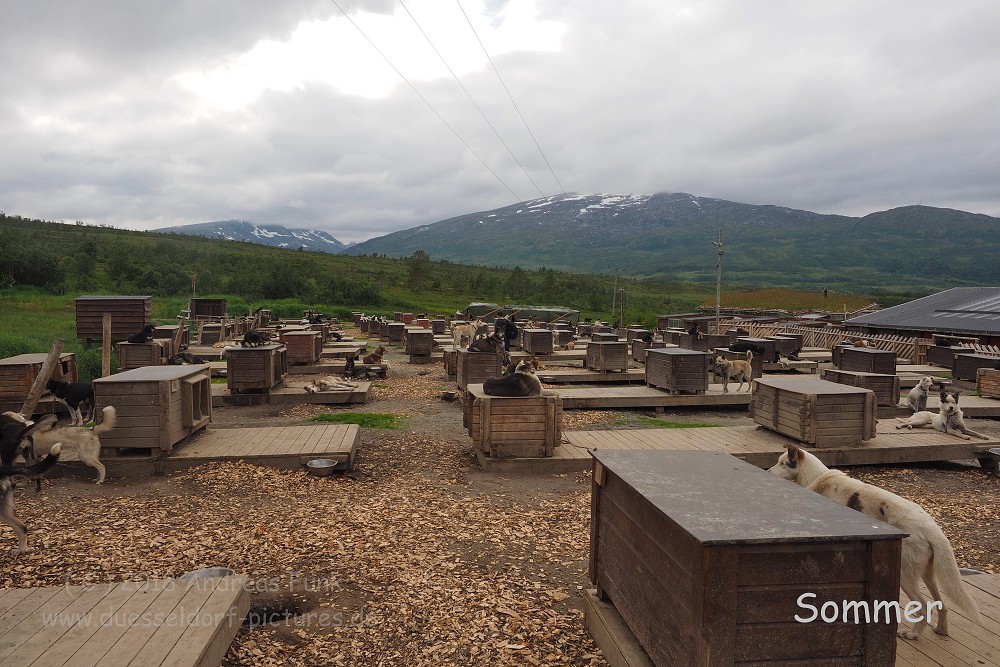 Tromsø - Huskycamp und Walfänger Juli 2018