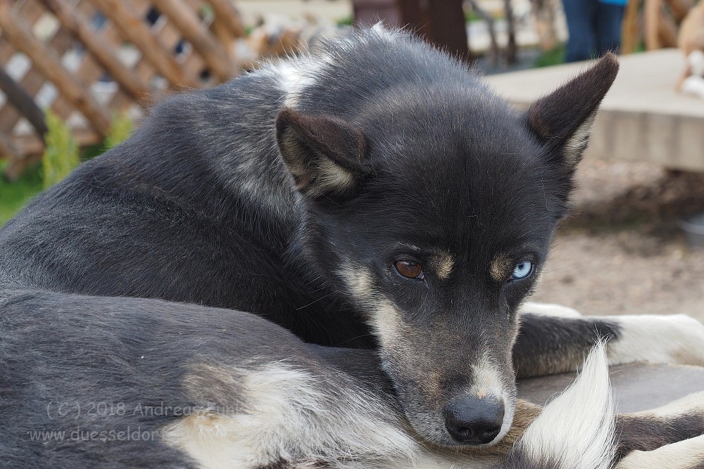 Tromsø - Huskycamp und Walfänger Juli 2018