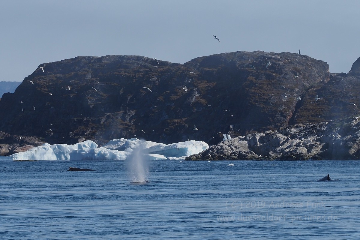 Grönland Kreuzfahrt MS Hamburg Ilulissat Eisfjord