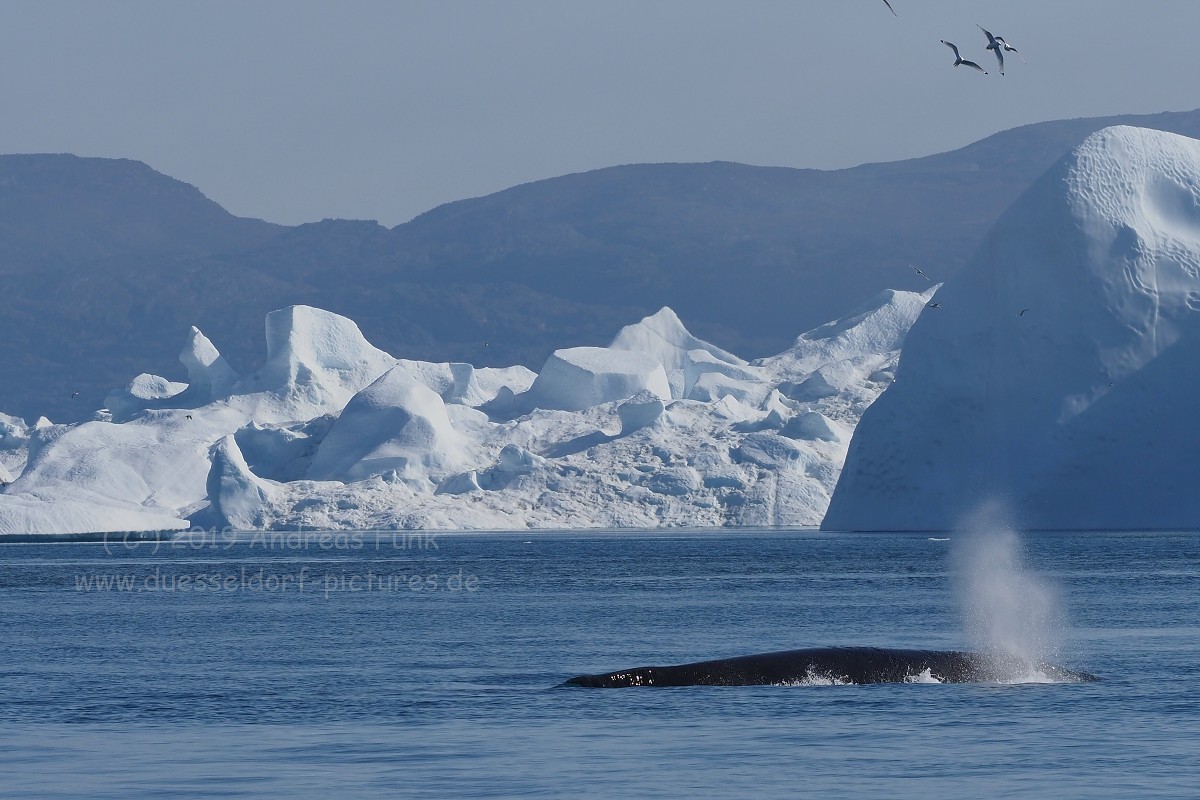 Grönland Kreuzfahrt MS Hamburg Ilulissat Eisfjord