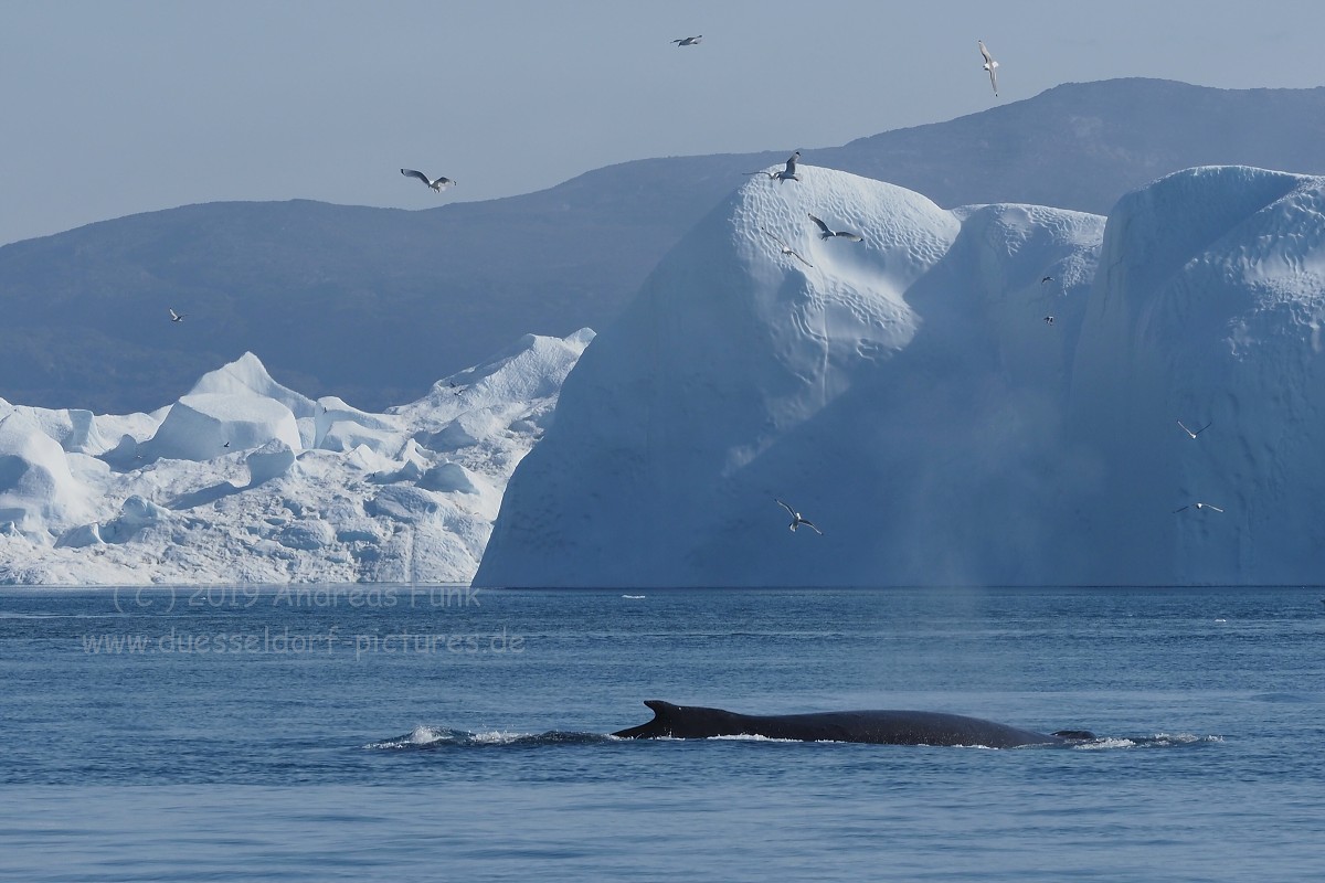Grönland Kreuzfahrt MS Hamburg Ilulissat Eisfjord