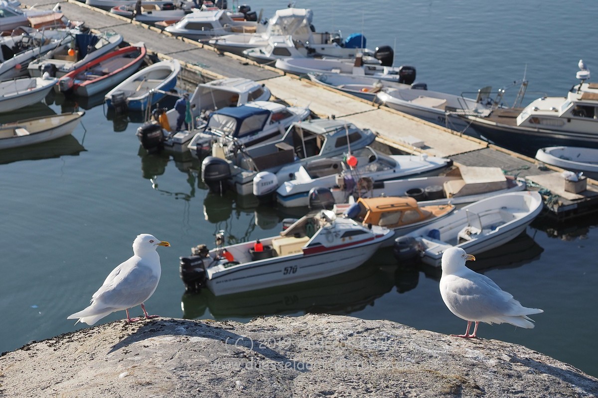 Grönland Kreuzfahrt MS Hamburg Ilulissat Eisfjord
