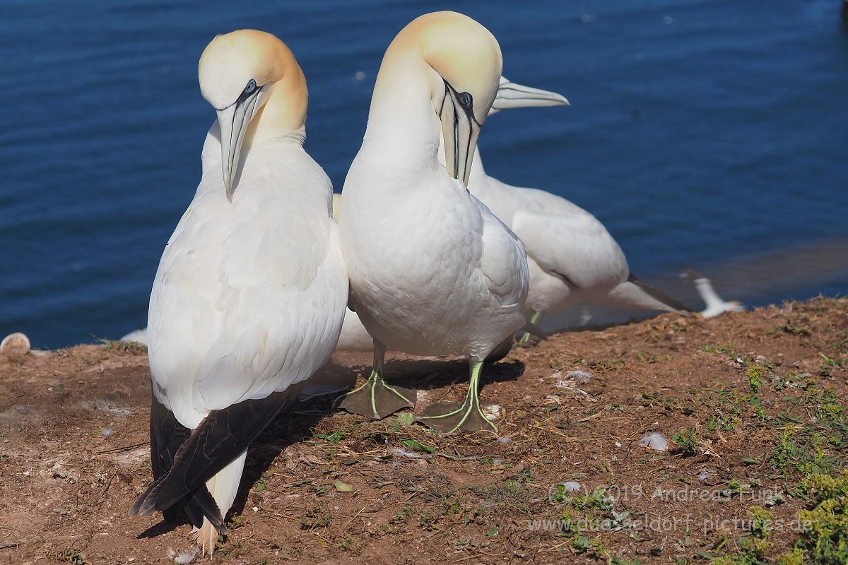Helgoland, das Oberland