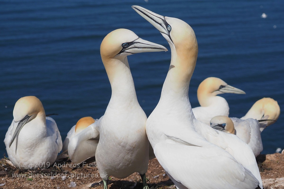 Helgoland, das Oberland