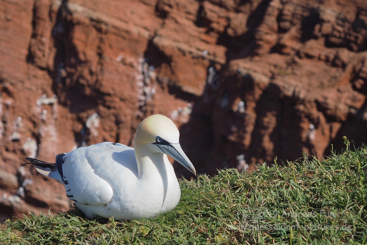 Helgoland, das Oberland