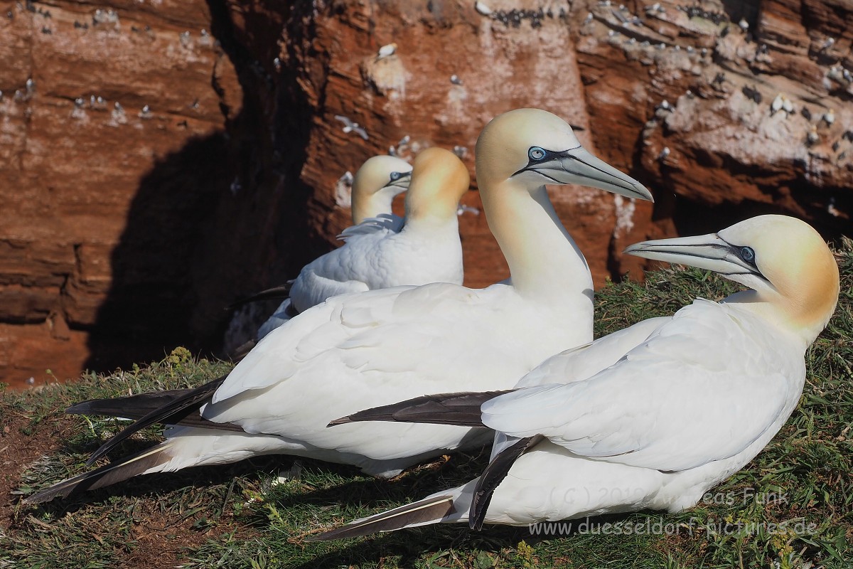 Helgoland, das Oberland