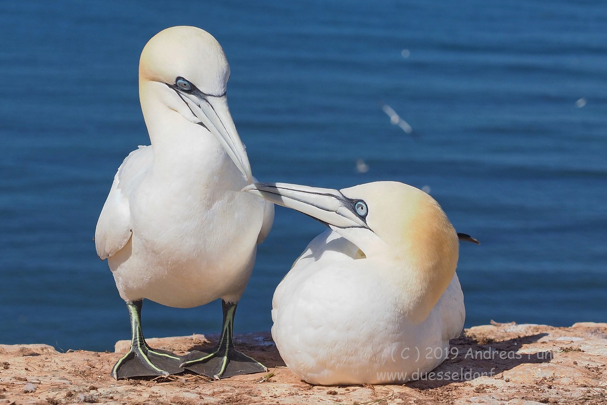 Helgoland, das Oberland