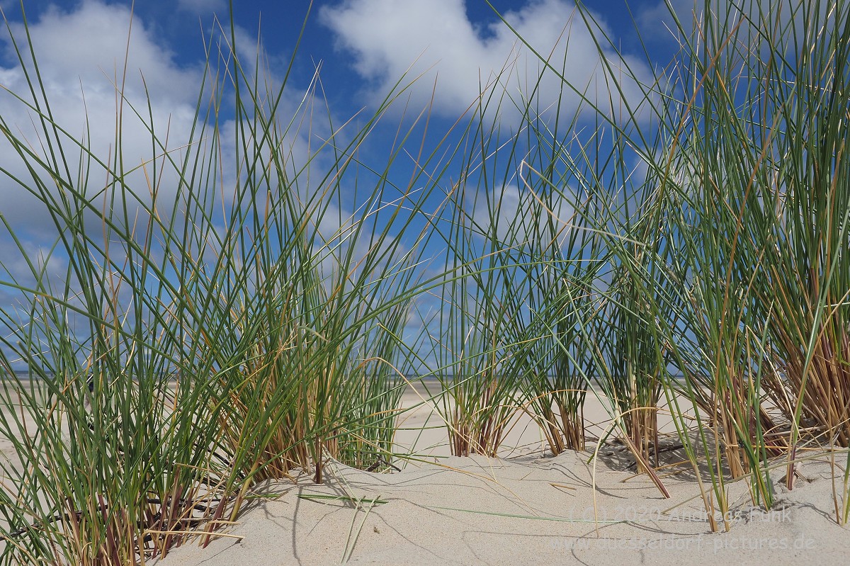 Nordsee Insel Borkum Juni 2020 