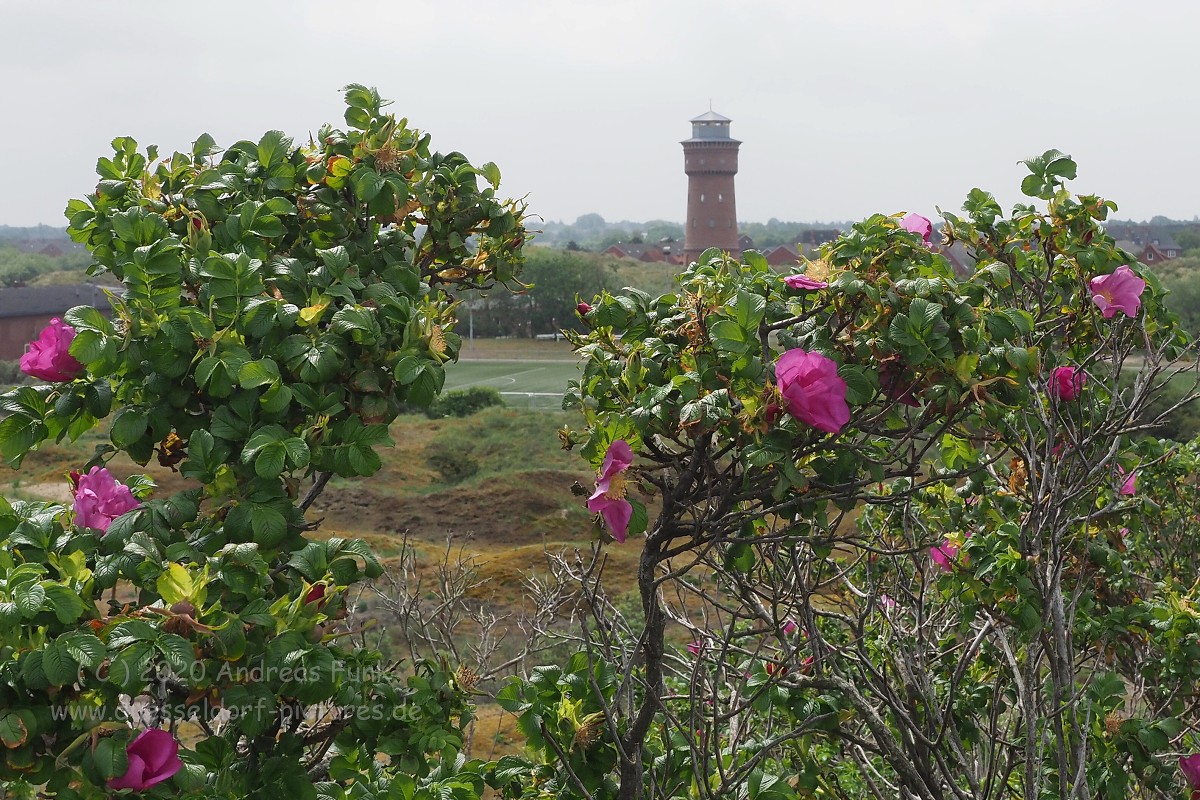 Nordsee Insel Borkum Juni 2020 