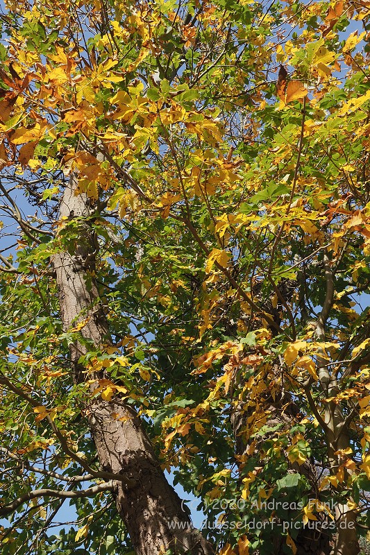 Düsseldorf im Herbst 2020