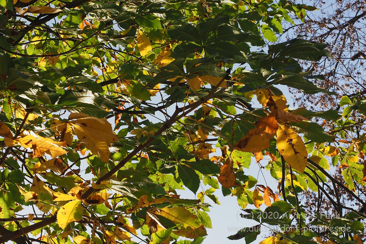 Düsseldorf im Herbst 2020
