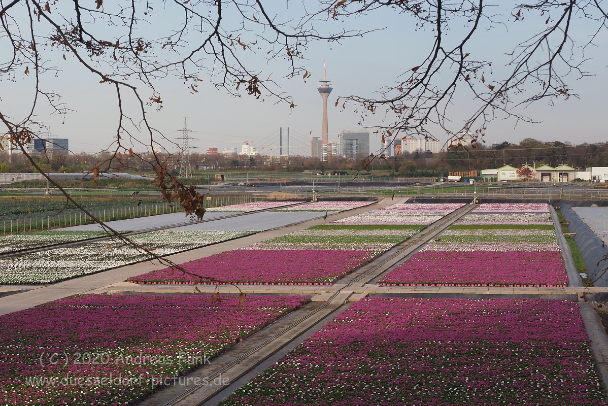 Düsseldorf im Herbst 2020