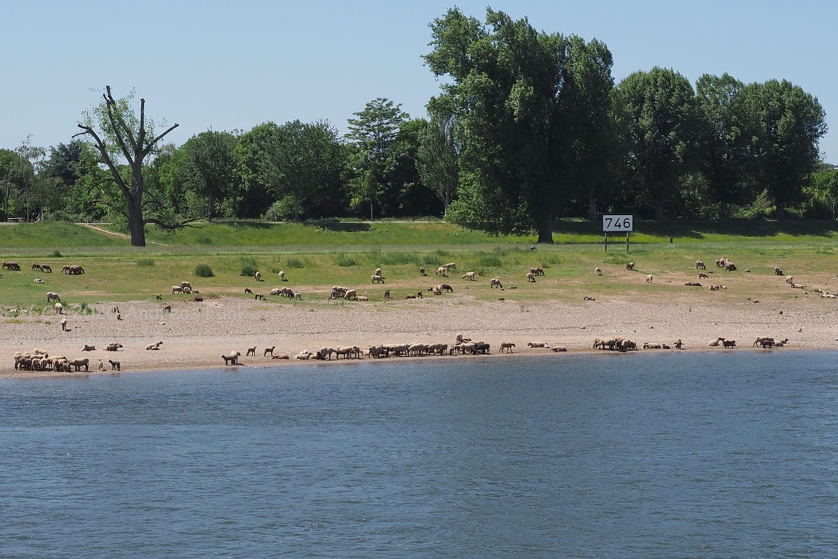 Düsseldorf Panorama Fahrt auf dem Rhein KD 