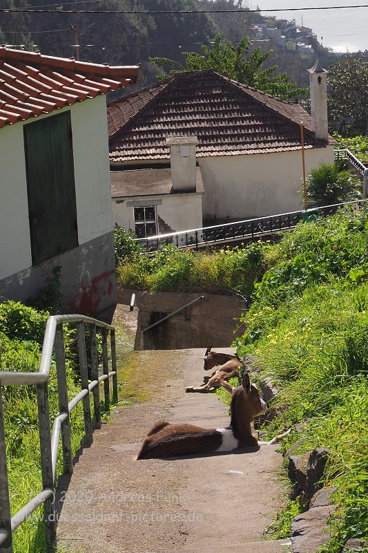 Levada Wanderung Funchal Madeira