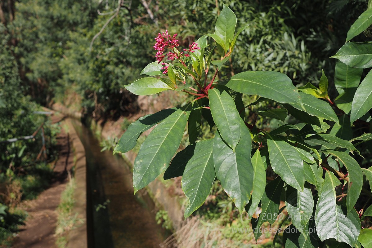 Levada Wanderung Funchal Madeira