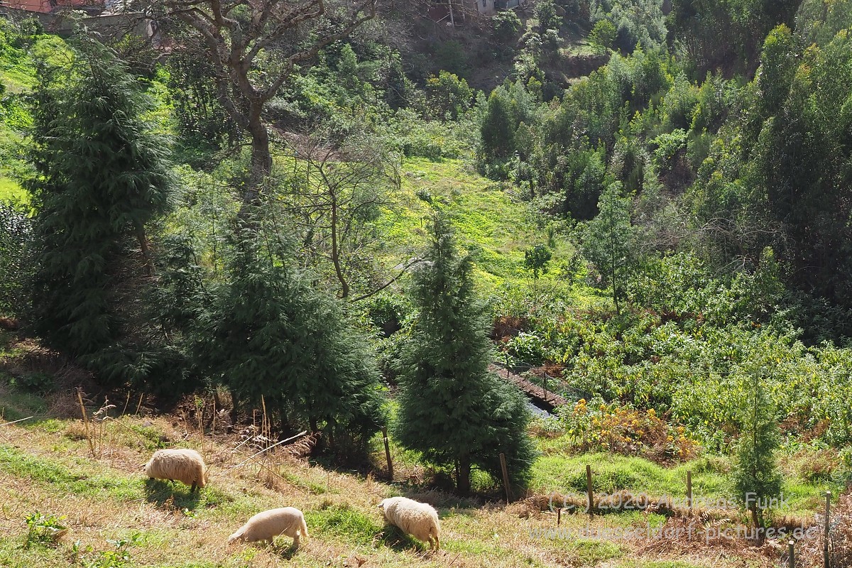 Levada Wanderung Funchal Madeira
