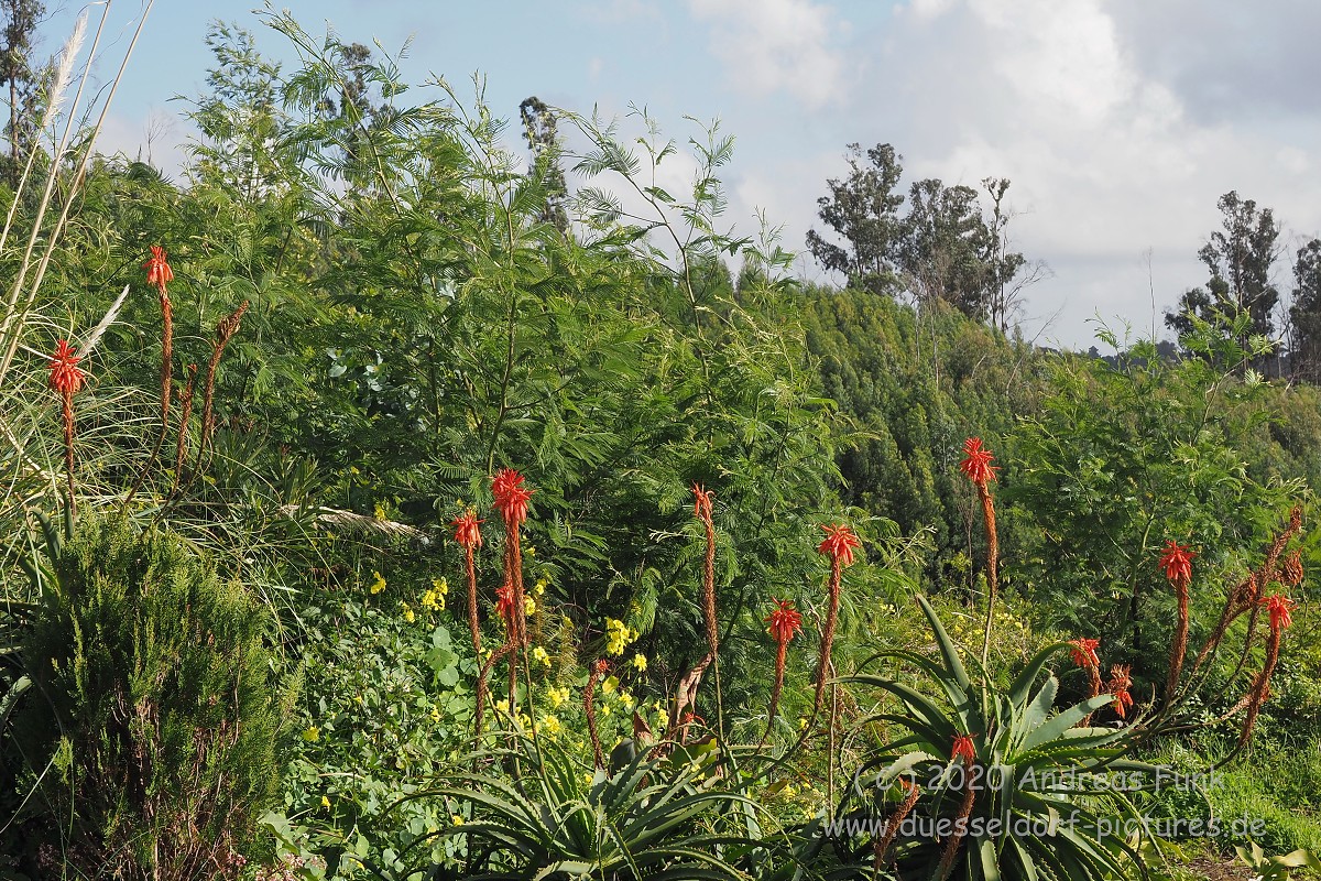 Levada Wanderung Funchal Madeira