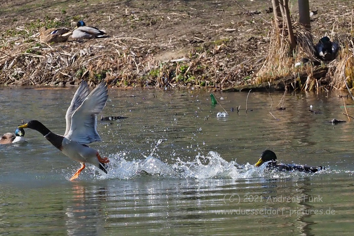 Düsseldorf im Zoopark 7.3.2021