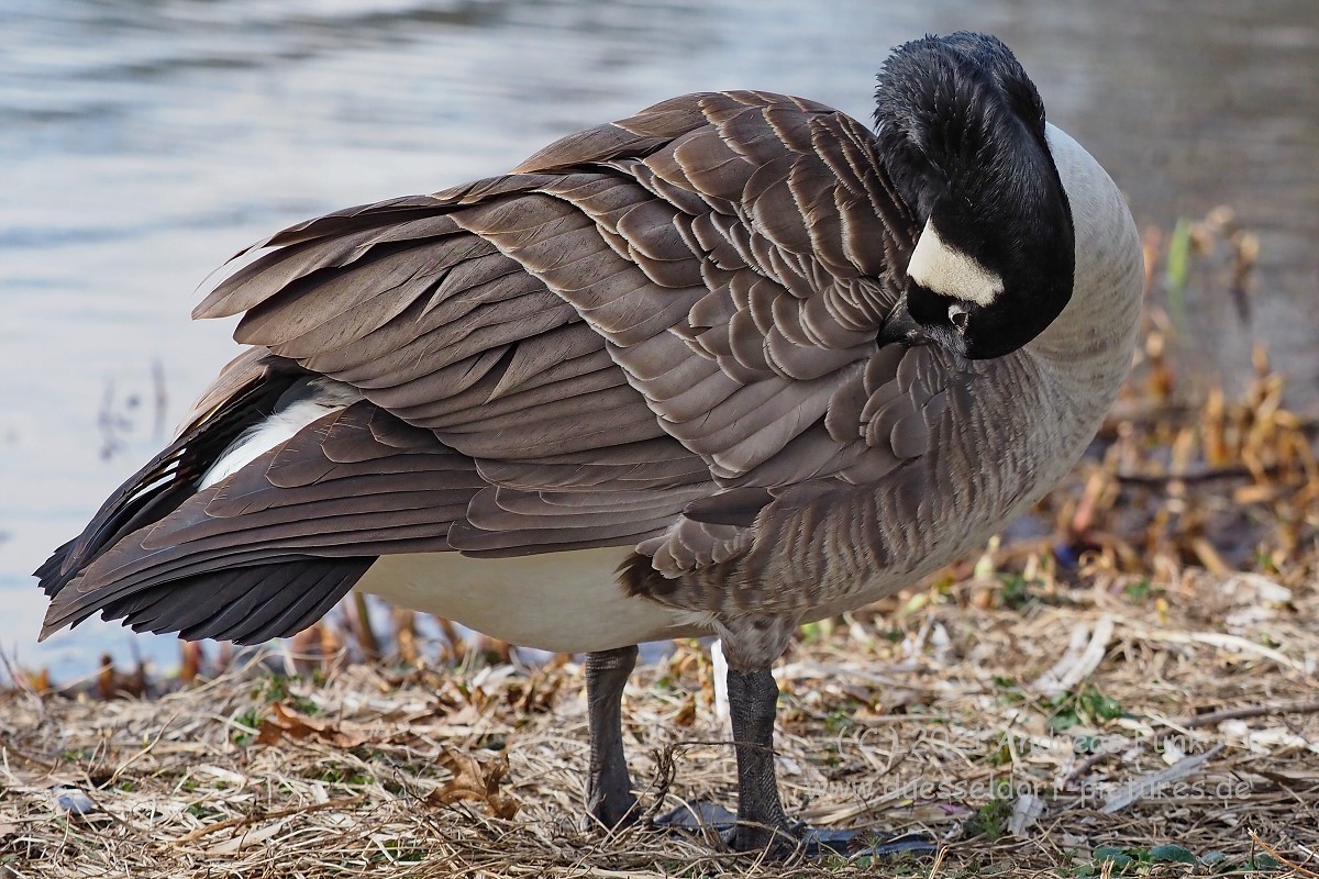 Düsseldorf im Zoopark 7.3.2021