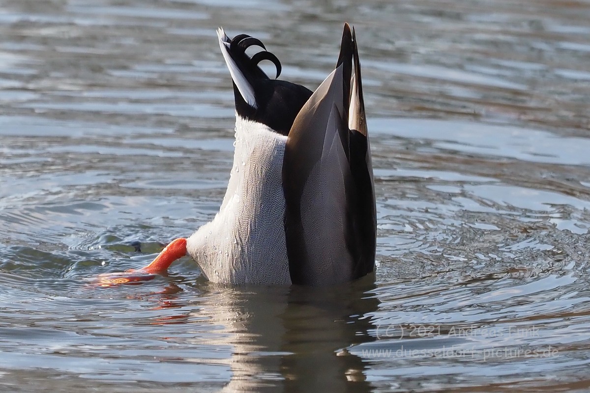 Düsseldorf im Zoopark 7.3.2021