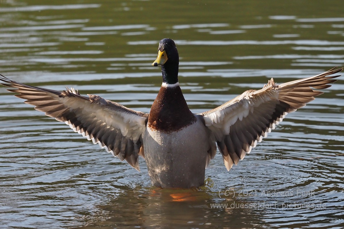 Düsseldorf im Zoopark 7.3.2021