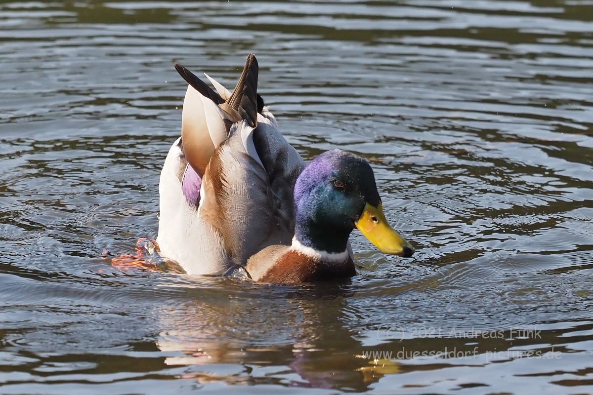 Düsseldorf im Zoopark 7.3.2021