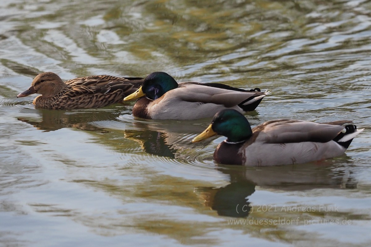 Düsseldorf im Zoopark 7.3.2021