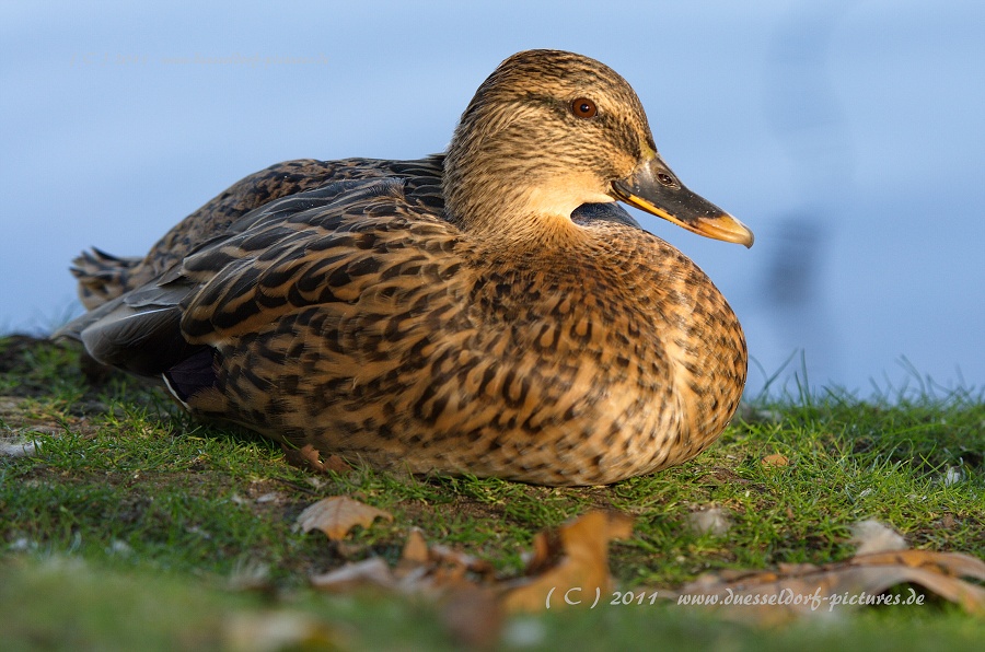 Düsseldorf Benrath Schloßpark