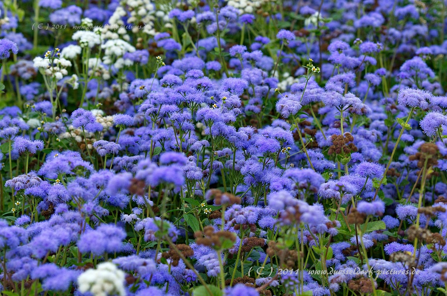 Düsseldorf Benrath Schloßpark