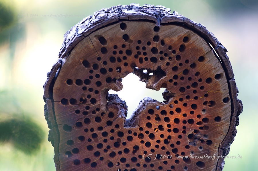 Düsseldorf Benrath Schloßpark