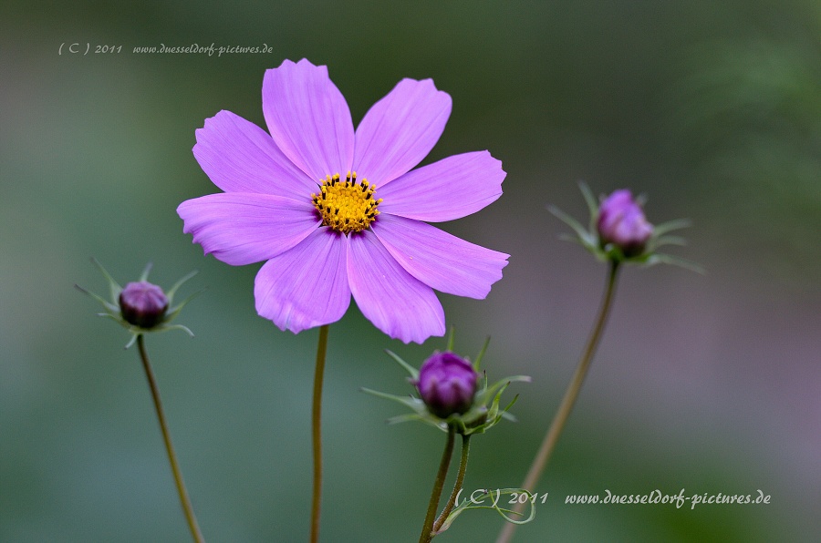 Düsseldorf Benrath Schloßpark