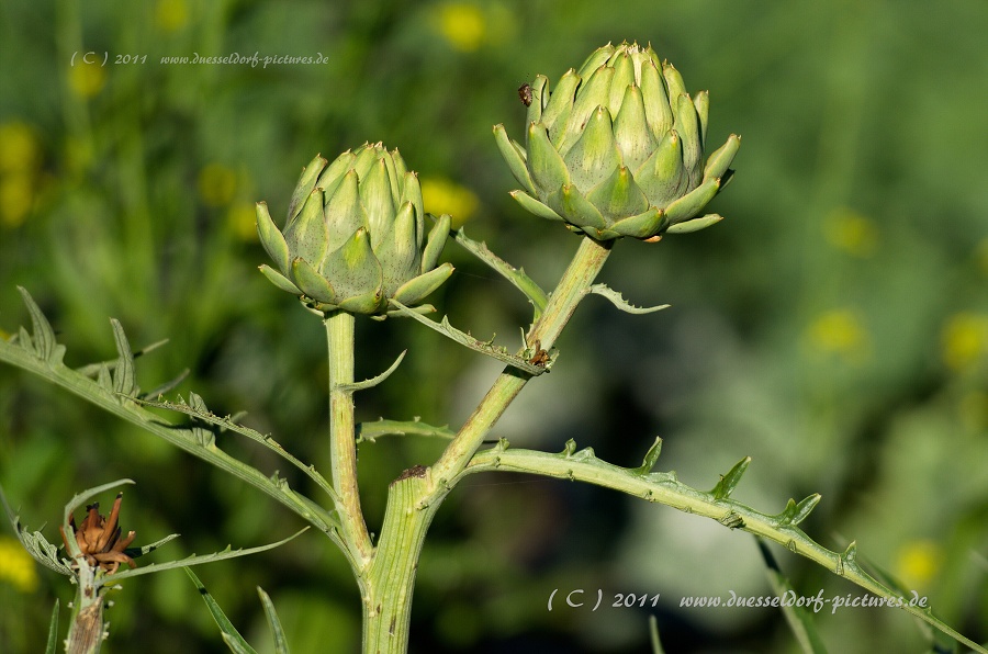Düsseldorf Benrath Schloßpark