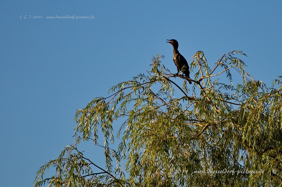 Düsseldorf Benrath Schloßpark
