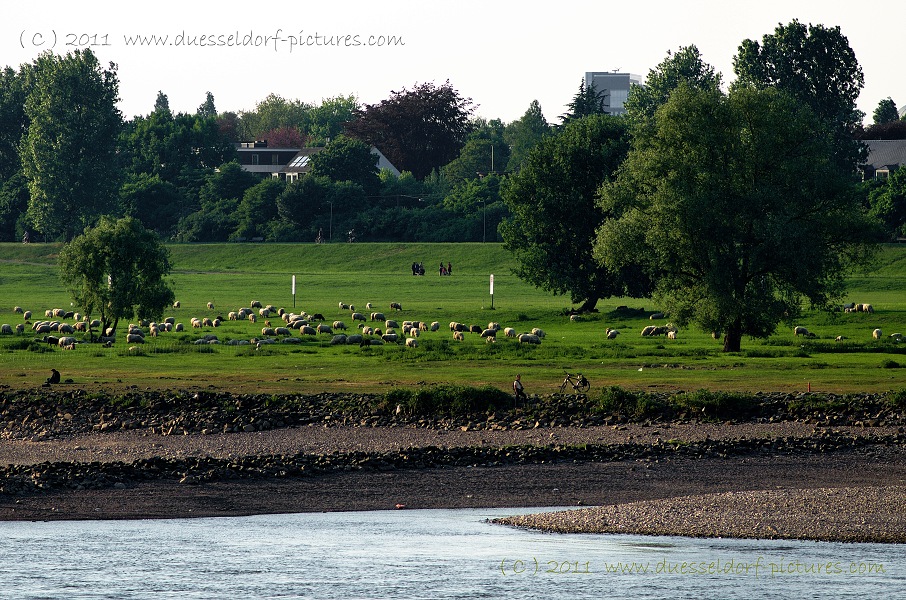 Schafherde am Rheinufer