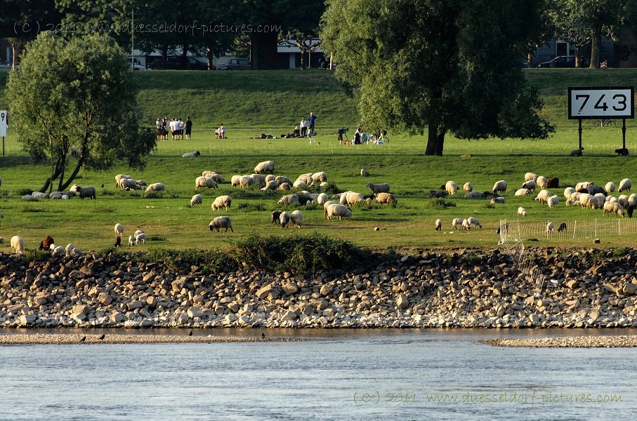 Schafherde am Rheinufer